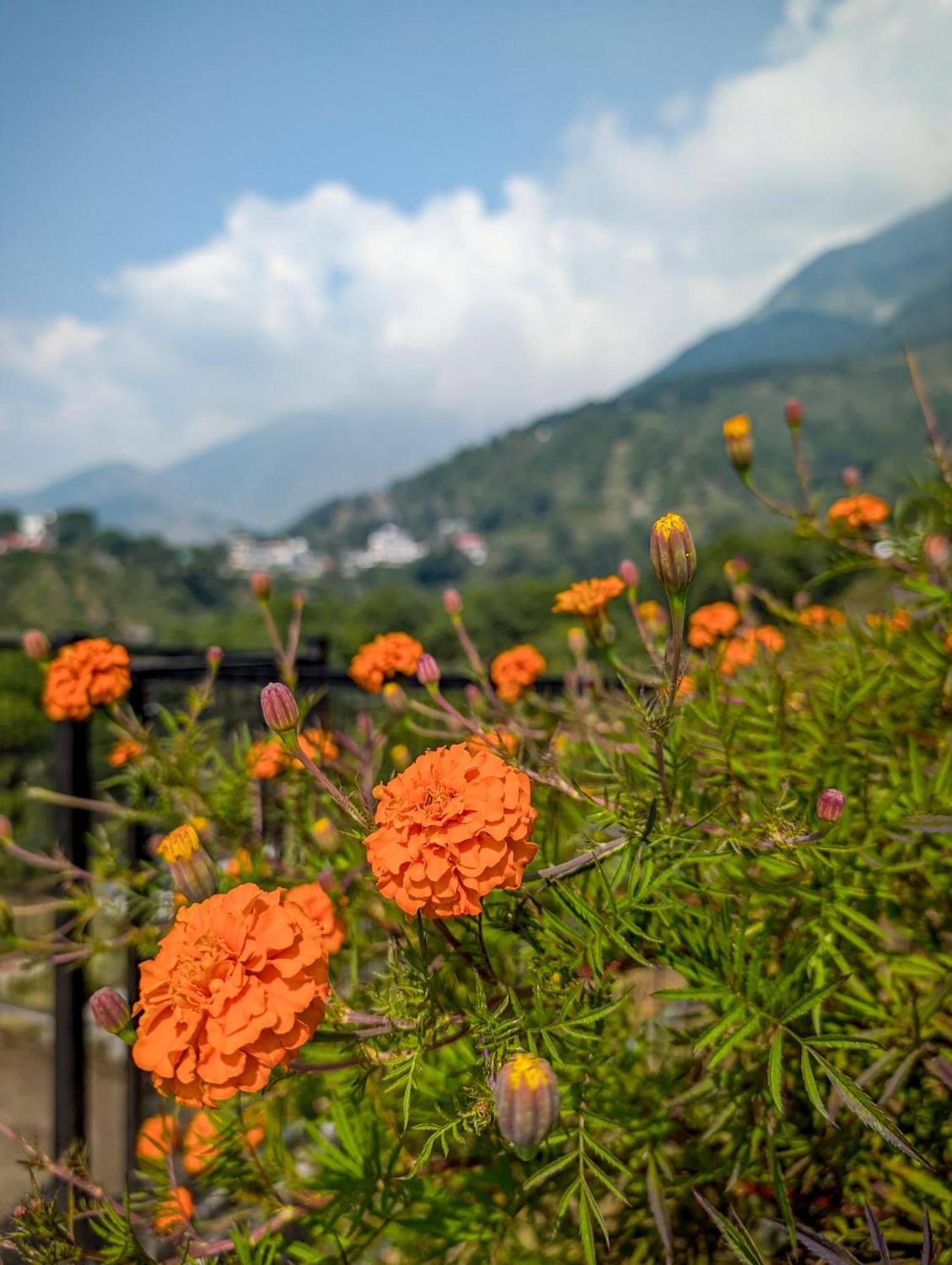 Hobo Hostel Dharamshala Exteriör bild